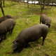 Iberian pigs grazing on acorns at the farm Faustino Prieto in the village of Cespedosa, Spain, in 2012.